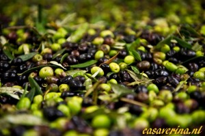 nudo-olives